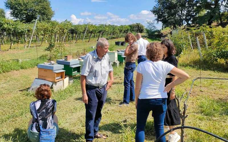 Lazise: méhészet-látogatás és kóstoló élmény