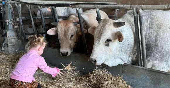 Foiano della Chiana: Tour auf einer Farm mit Chianina- und Cinta-Senese-Rindern