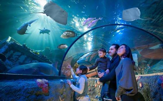 Gardaland SEA LIFE Aquarium: 40 bassins en onderwatertunnel