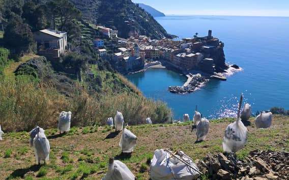 Citronová prohlídka s ochutnávkou limoncina ve Vernazze (Cinque Terre)
