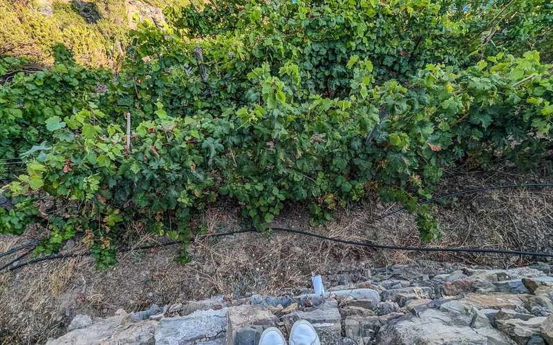 Riomaggiore: szőlőültetvény- és borpincetúra borkóstolóval