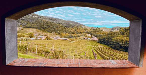 Lucques : visite guidée des vignobles avec dégustation de vin