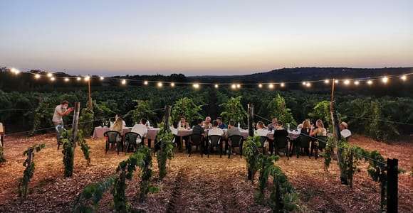Apulia: Guided Wine Tasting with Local Appetizers