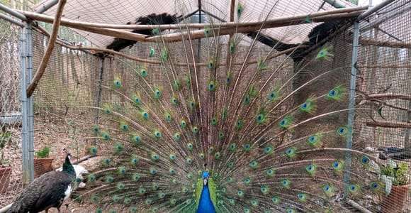 Pesaro Farm: Animals and Wild Herbs Sensory Walk