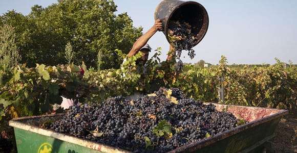 Martina Franca: Wine & Local Products Tasting