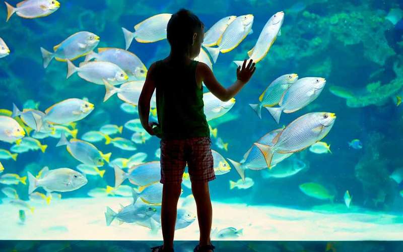 Ticket para el Museo Oceanográfico de Mónaco
