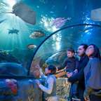 Gardaland SEA LIFE Akvárium belépőjegy