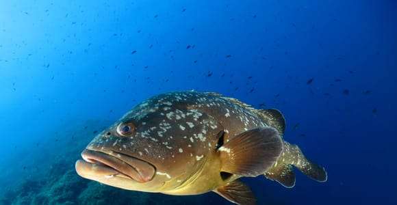 Elba Island: Scuba Diving Experience with Boat Tour