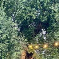 Tour de olivos milenarios con cata de aceite en Ostuni