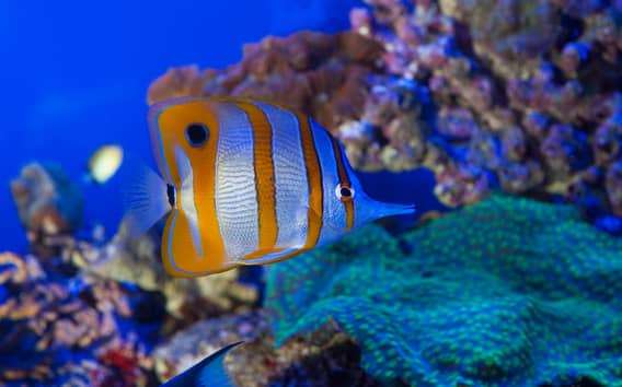 Aquarium Genua und Kolumbus-Haus mit einem Kombiticket