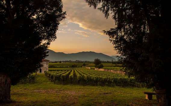 Franciacorta Winery Tour from Bergamo, Lunch and Minivan
