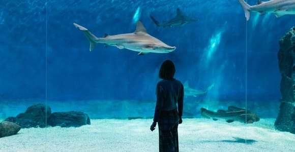 Gênes : Aquarium de Gênes avec déjeuner