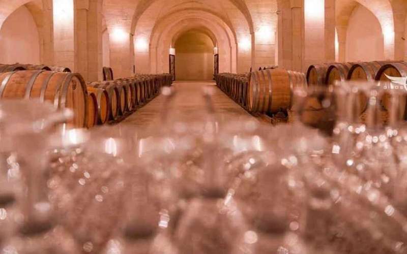 Degustacja ekologicznych win i oliwy z oliwek w pobliżu Lecce