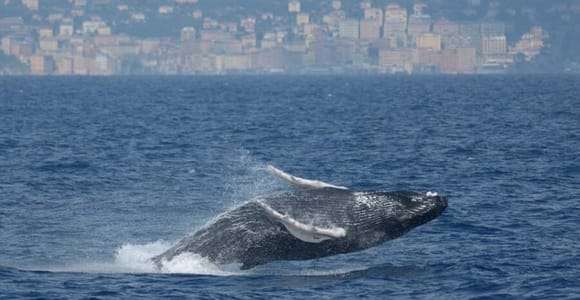 Gênes : croisière d'observation des baleines au coucher du soleil dans le sanctuaire Pelagos