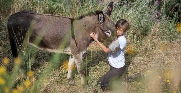 Pasea con burros por las colinas de Pisa