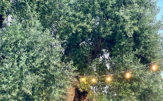 Tour de olivos milenarios con cata de aceite en Ostuni