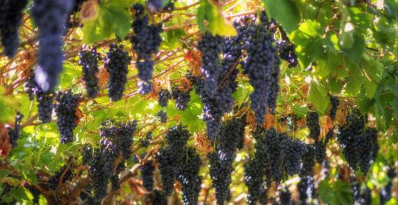 Ab Venedig, Padua oder Verona: Amarone-Weintour und -Probe