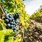 Da Firenze: Tour enogastronomico della Toscana con guida
