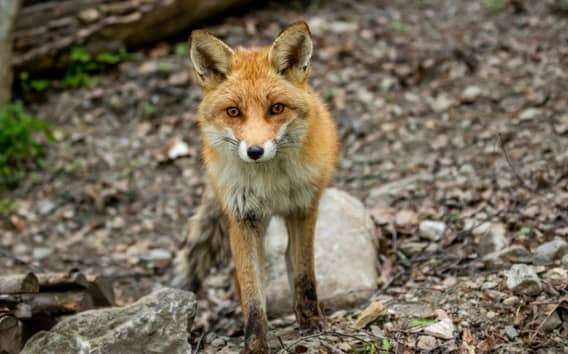 Parc Animalier d'Introd: ingresso e trilhas alpinas