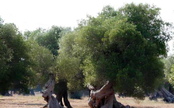 Apulia: Experiencia de cata de aceite de oliva con paseo por los olivares