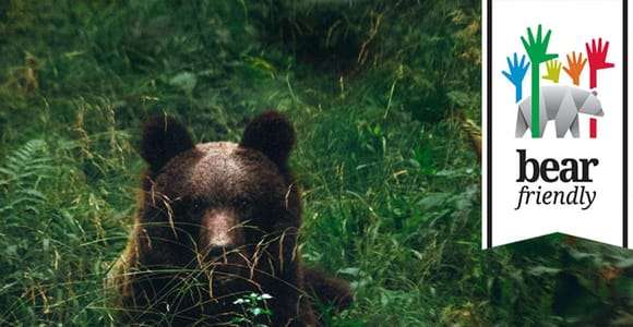 Postojna : excursion d'observation des ours avec un garde forestier et un guide local