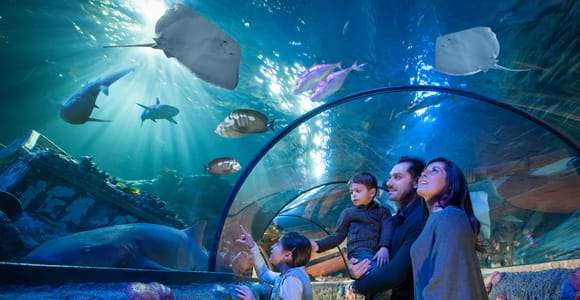 Aquário SEA LIFE de Gardaland: Ingresso com data em aberto