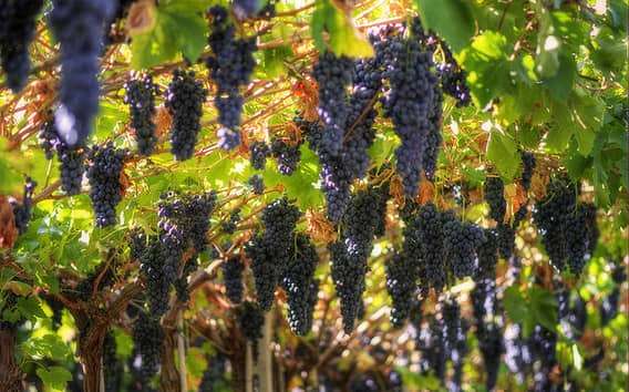 Tour del Vino Amarone y cata desde Venecia, Padua o Verona