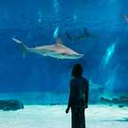 Genoa: Aquarium of Genoa with Lunch