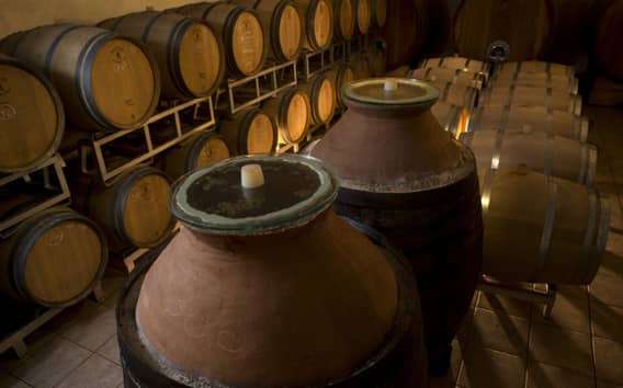 Visita a una bodega cerca de Rímini: viñedo y cata de cinco vinos