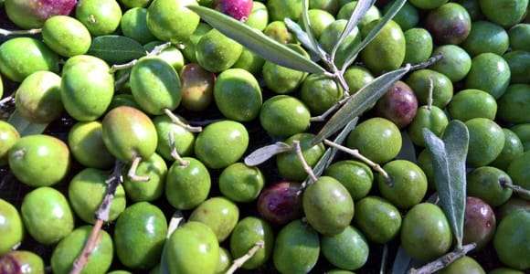 Conviértete en experto en aceite de oliva ecológico en Asís con una visita a un olivar