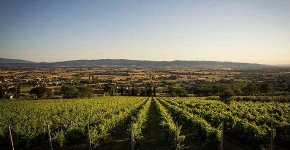 Assise : Visite d'un vignoble biologique avec dégustations et plats typiques