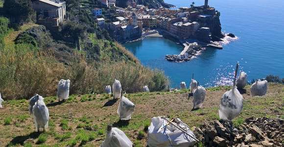 Zitronentour mit Limoncino-Verkostung in Vernazza (Cinque Terre)
