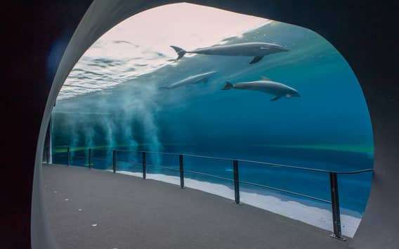 Aquarium Genua und FantaCinema: ein Kombiticket