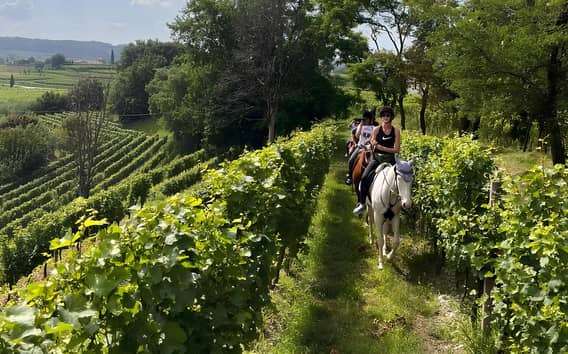 Passeggiata a cavallo in Franciacorta tra vigneti e borghi