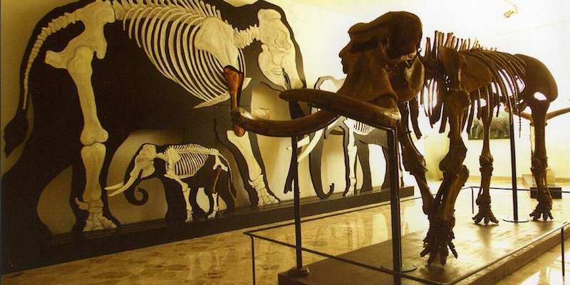Museum of Paleontology and Geology 'Gemmellaro'