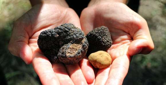 San Gimignano: Caza de trufas con almuerzo y cata de vinos