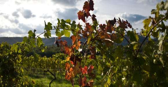 Arezzo: Val di Chiana Weinverkostung