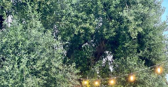 Ostuni: Tour por una finca entre olivos milenarios con cata de aceite.