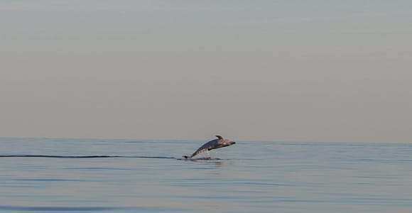 Safari dauphins tous les soirs