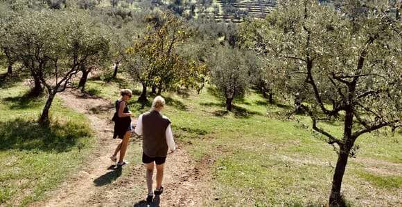 Montecatini Terme: Visita al olivar con cata de aceite