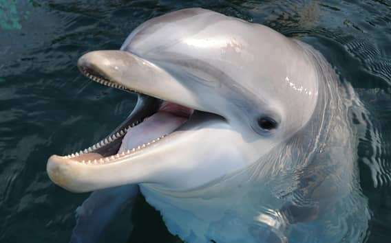 Genua: Aquarium von Genua & Ticket für Città dei bambini