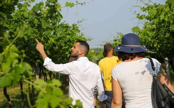 Lazise: biodynamische boerderijtour en natuurlijke wijnproeverij