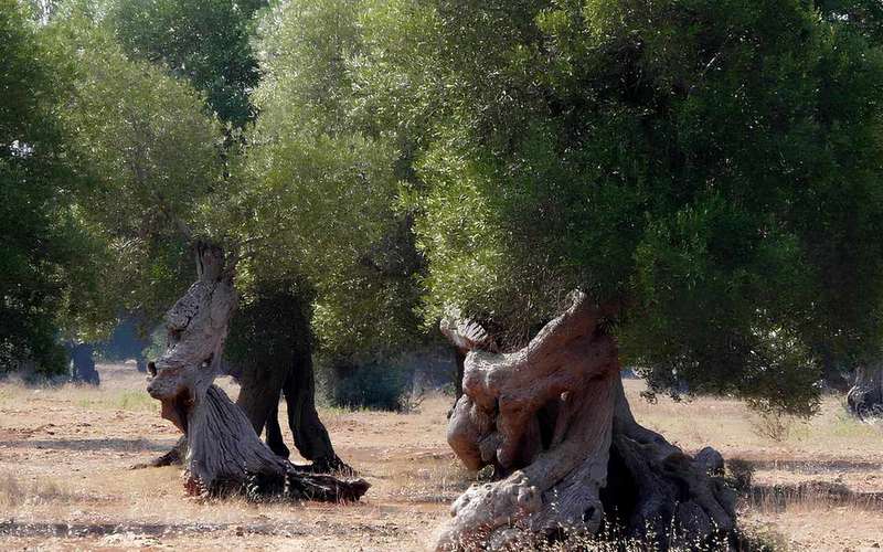 Puglia: olívaolaj-kóstoló séta az olajfaligetben