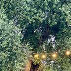 Tour de olivos milenarios con cata de aceite en Ostuni