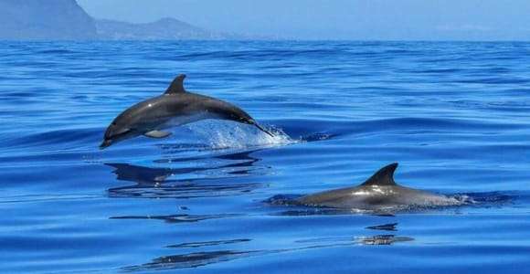 Giardini Naxos Taormina: Wycieczka o zachodzie słońca z obserwacją delfinów