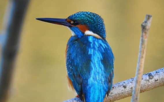 Vogels kijken in de Podelta met gids en transfer vanaf Ravenna